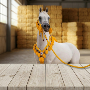 زينة الخيل العربي